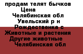 продам телят бычков › Цена ­ 18 000 - Челябинская обл., Увельский р-н, Рождественка с. Животные и растения » Другие животные   . Челябинская обл.